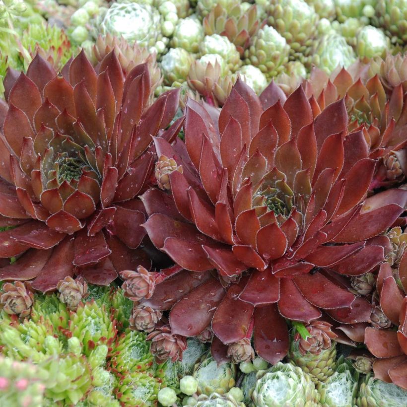 Sempervivum Chick Charms Cherry Berry - Huislook (Foliage)