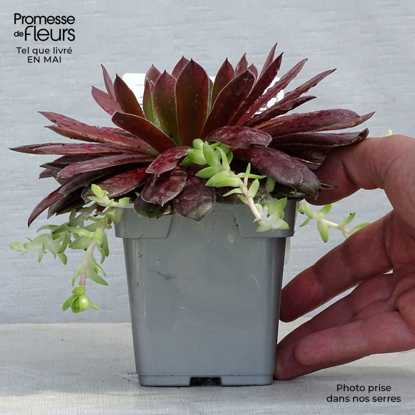 Exemplaar van Sempervivum Chick Charms Cherry Berry - Huislook Pot van 10 cm/11 cm zoals geleverd in de lente