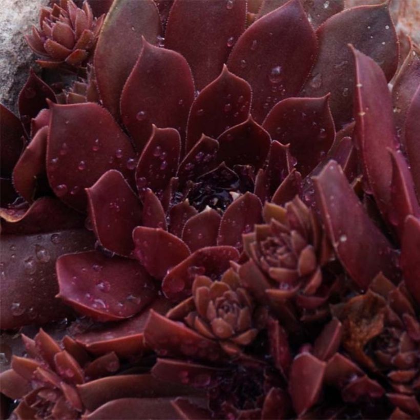 Sempervivum Chick Charms Chocolate Kiss - Huislook (Foliage)