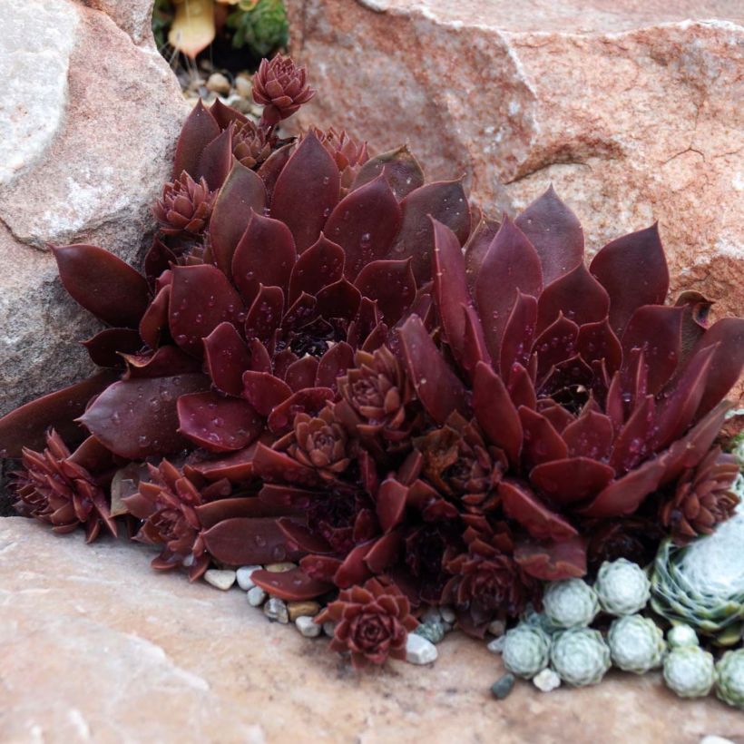 Sempervivum Chick Charms Chocolate Kiss - Huislook (Plant habit)