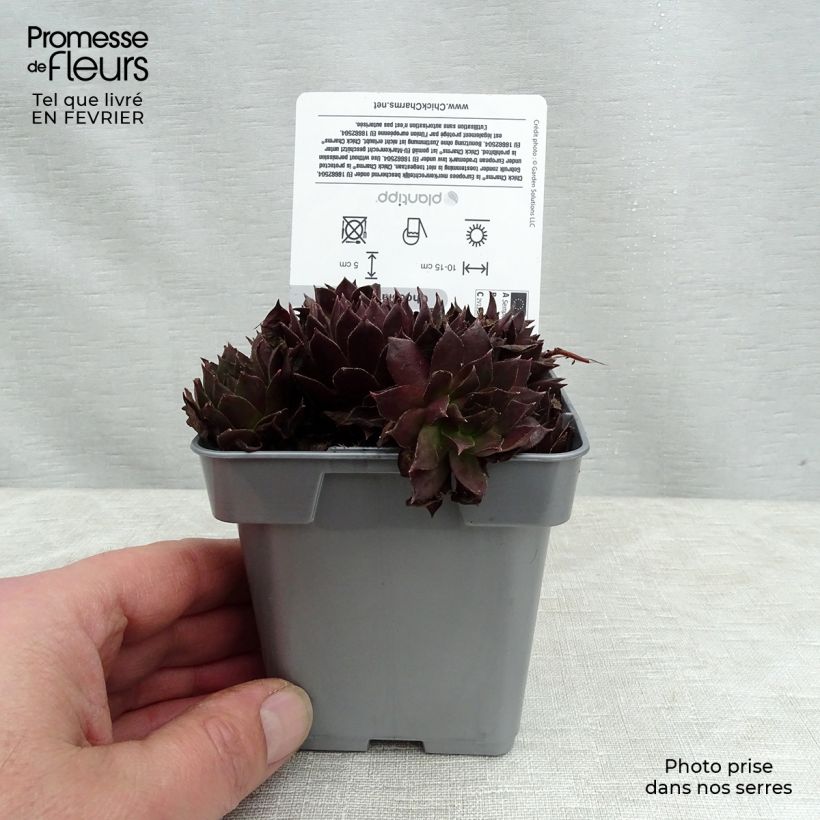 Example of Sempervivum Chick Charms ® Chocolate Kiss - Joubarbe pourpre chocolat Pot van 10 cm/11 cm as you get in hiver