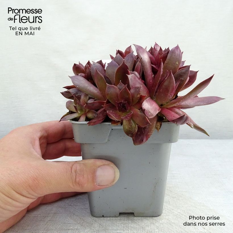 Exemplaar van Sempervivum Chick Charms Chocolate Kiss - Huislook Pot van 10 cm/11 cm zoals geleverd in de lente