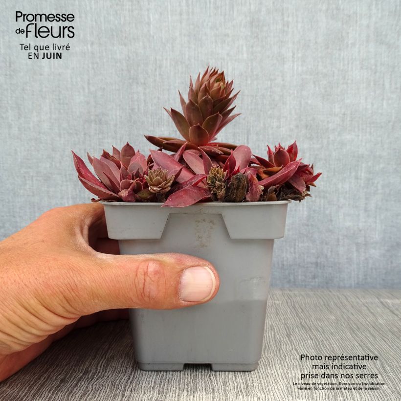 Exemplaar van Sempervivum Chick Charms Chocolate Kiss - Huislook Pot van 10 cm/11 cm zoals geleverd in de zomer