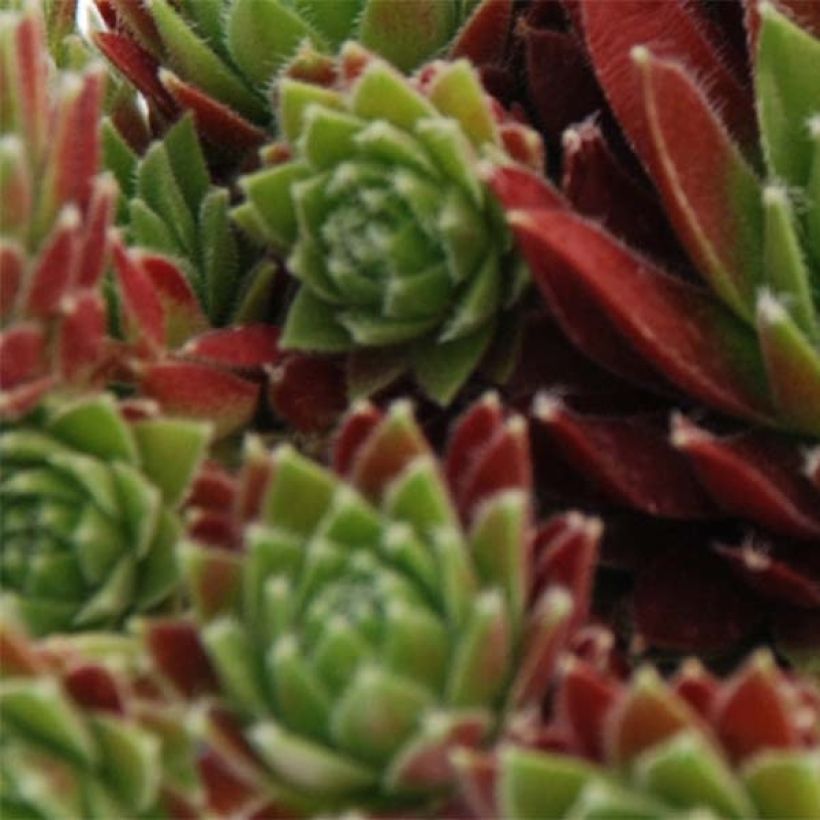 Sempervivum Chick Charms Cinnamon Starbust - Joubarbe (Foliage)