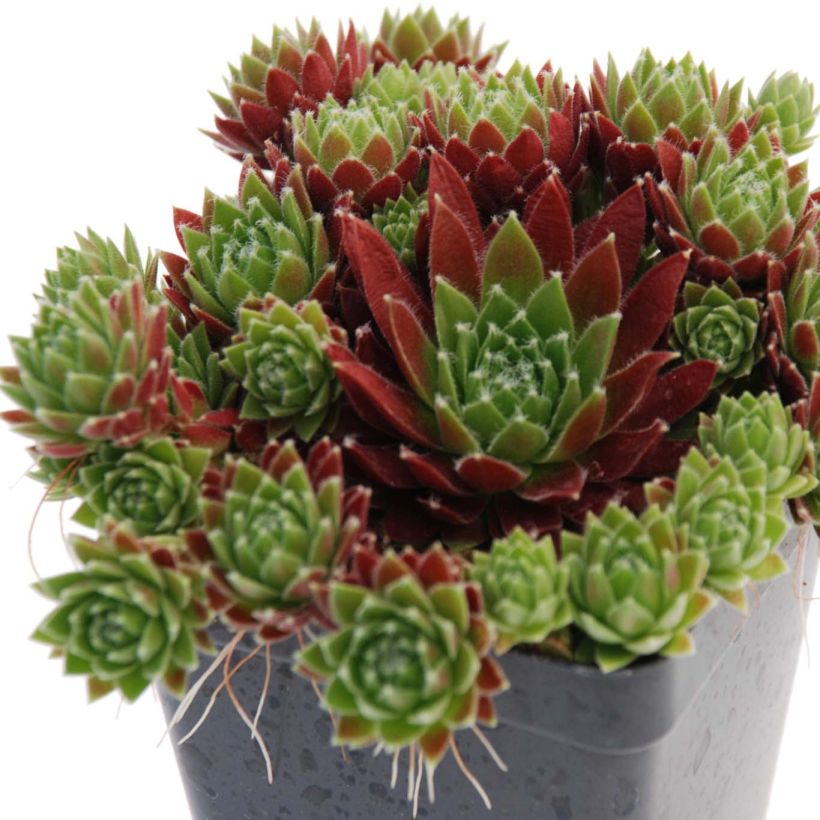 Sempervivum Chick Charms Cinnamon Starbust - Joubarbe (Plant habit)