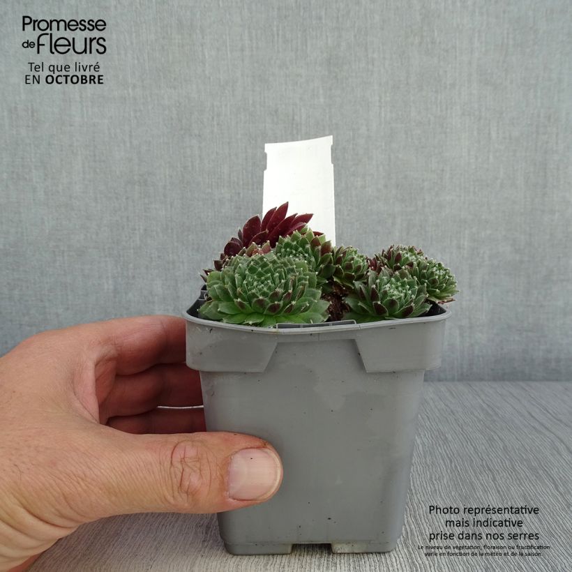 Exemplaar van Sempervivum Chick Charms Cinnamon Starbust - Joubarbe Pot van 10 cm/11 cm zoals geleverd in de herfst