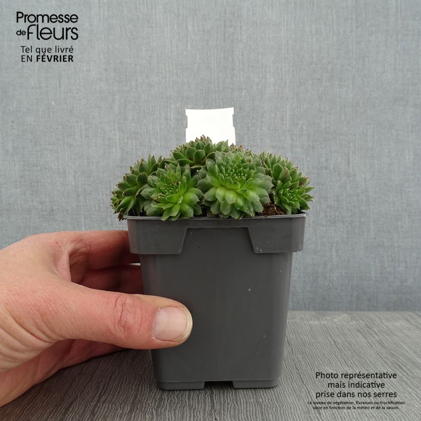 Example of Sempervivum Chick Charms Cinnamon Starbust - Joubarbe Pot van 10 cm/11 cm as you get in hiver