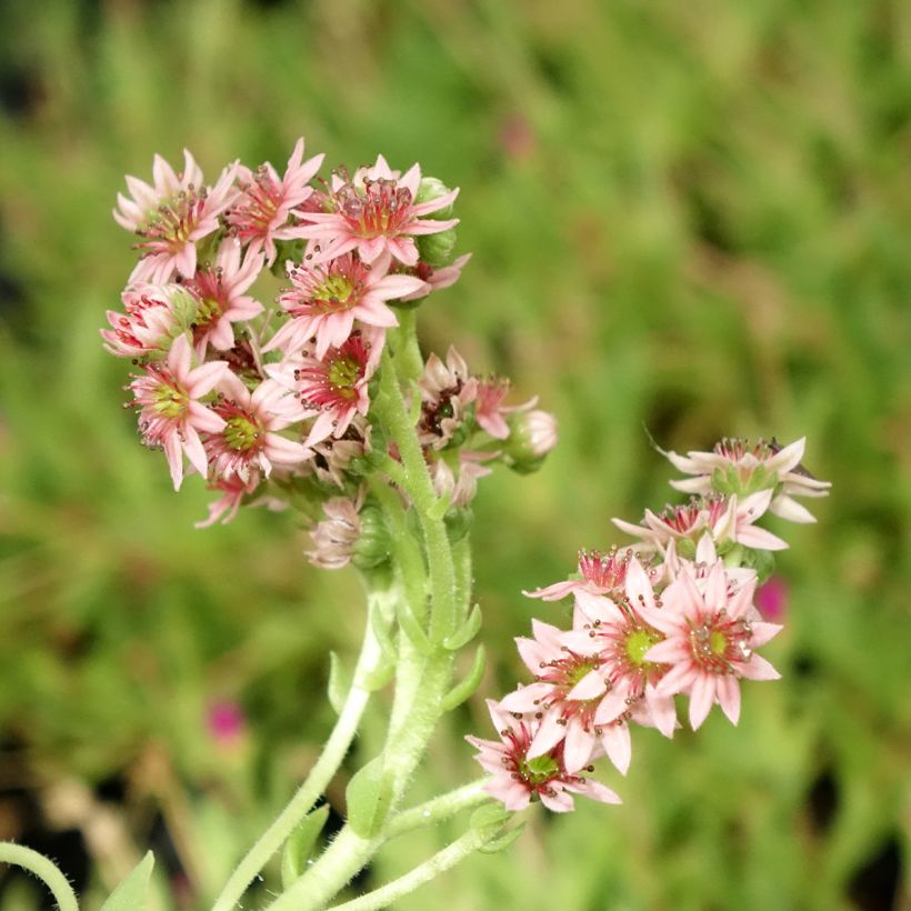 Sempervivum Chick Charms Cinnamon Starbust - Joubarbe (Bloei)