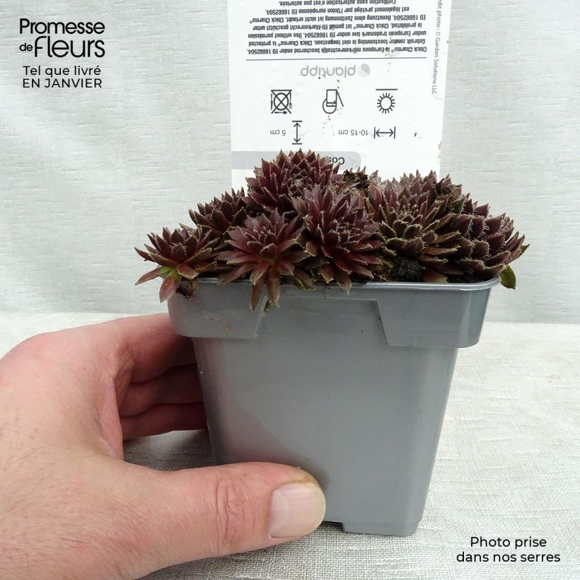 Example of Sempervivum Chick Charms Cosmic Candy - Joubarbe bordeaux au cœur cotonneux Pot van 10 cm/11 cm as you get in hiver