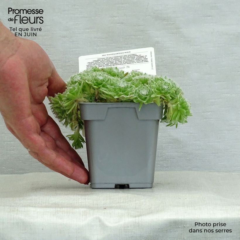 Exemplaar van Sempervivum Chick Charms Cotton Candy - Huislook Pot van 10 cm/11 cm zoals geleverd in de zomer