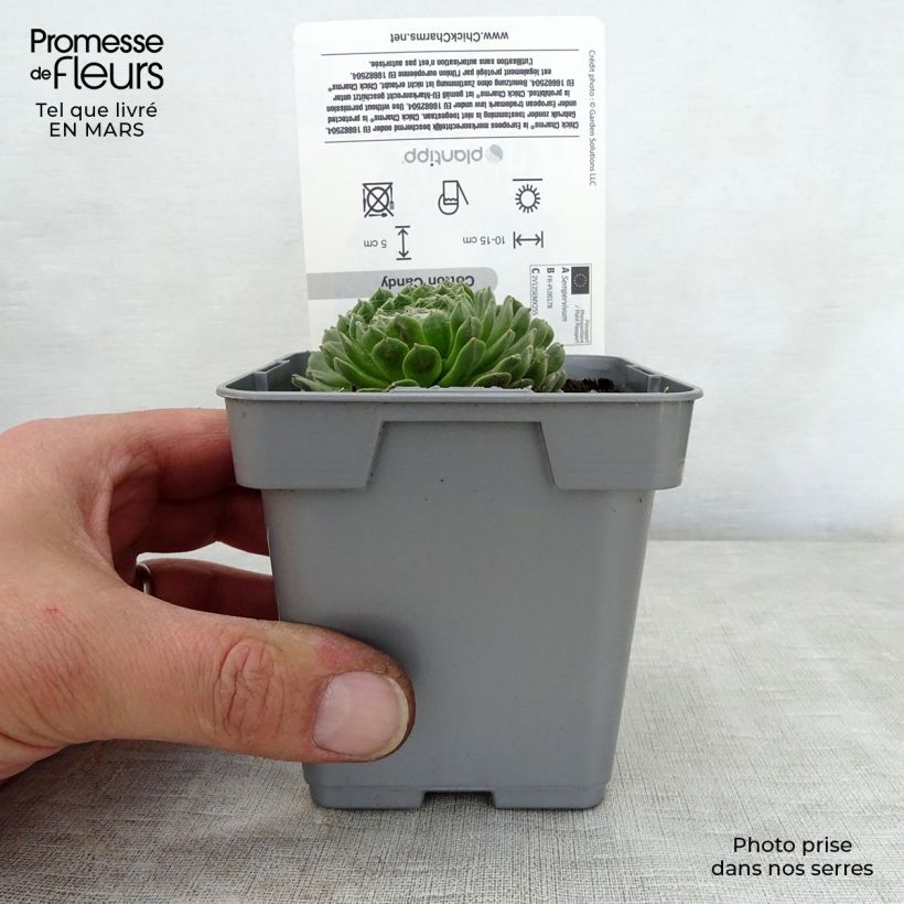 Exemplaar van Sempervivum Chick Charms Cotton Candy - Huislook Pot van 10 cm/11 cm zoals geleverd in de lente
