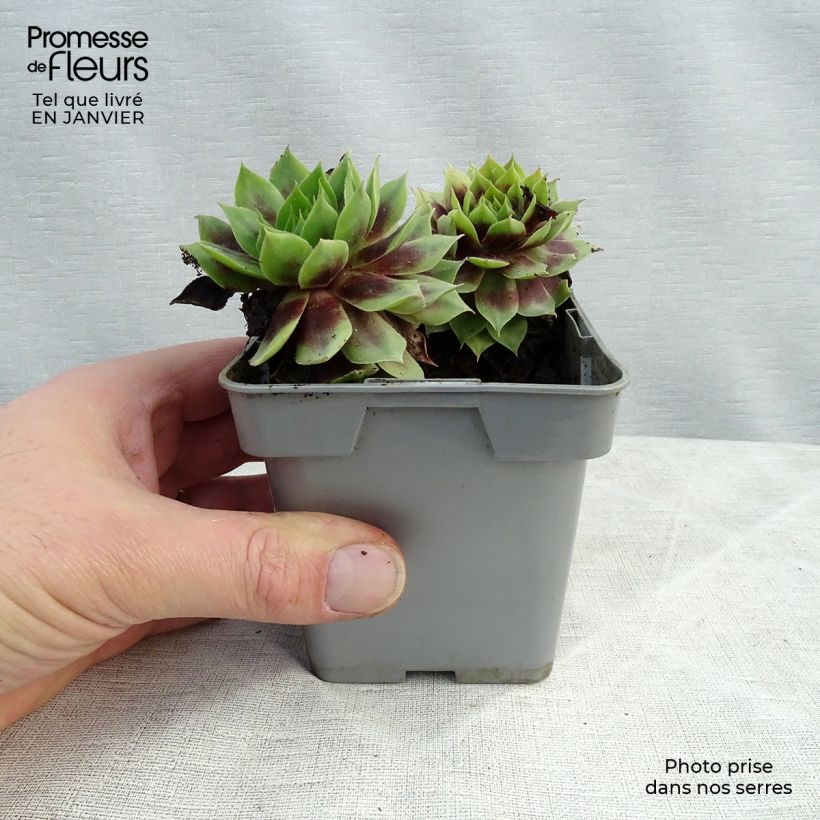 Example of Sempervivum Chick Charms ® Cranberry Cocktail - Joubarbe pourpre sombre pointé de vert Pot van 10 cm/11 cm as you get in hiver