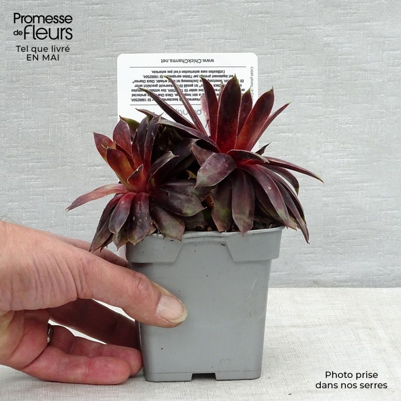 Exemplaar van Sempervivum Chick Charms Cranberry Cocktail - Huislook Pot van 10 cm/11 cm zoals geleverd in de lente