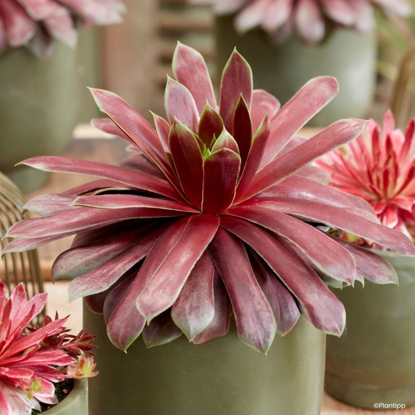 Sempervivum Chick Charms Giant Emerald Explosion - Huislook (Foliage)