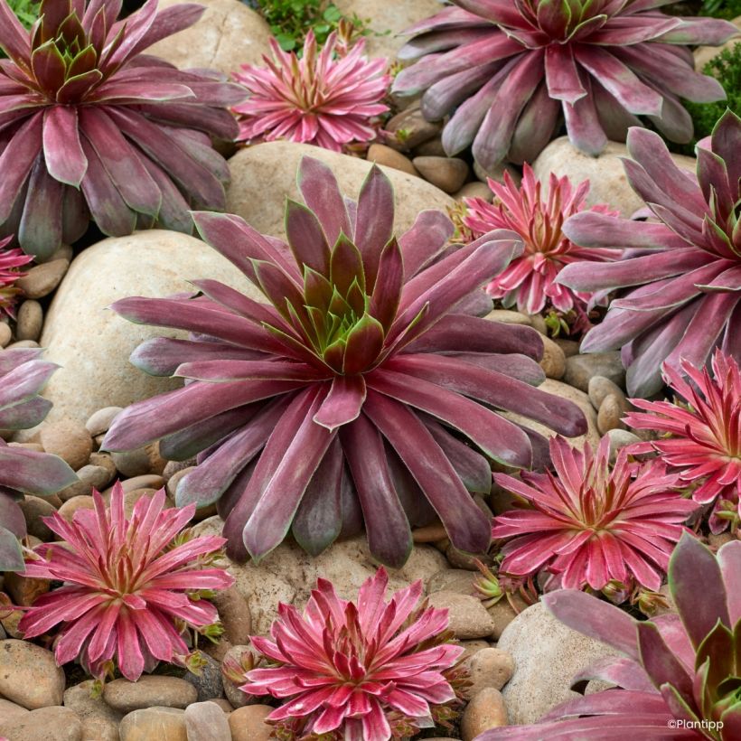 Sempervivum Chick Charms Giant Emerald Explosion - Huislook (Plant habit)
