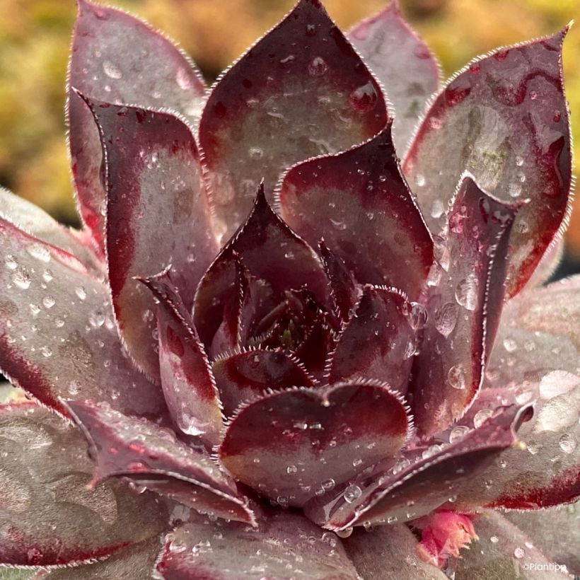 Sempervivum Chick Charms Grape Galaxy - Huislook (Foliage)