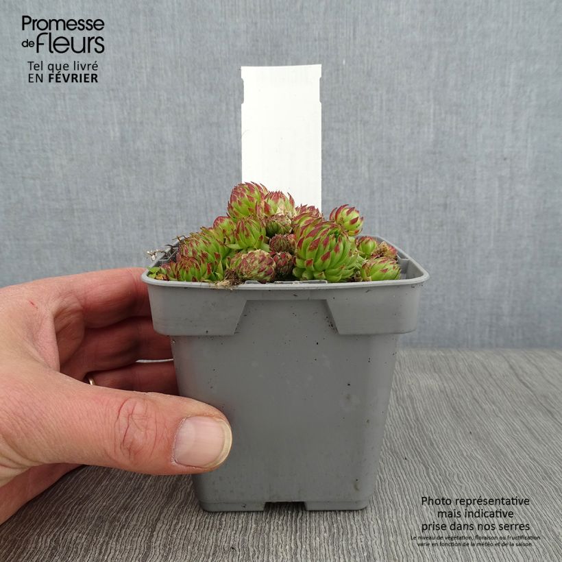Example of Sempervivum Chick Charms Key Lime Kiss - Joubarbe Pot van 10 cm/11 cm as you get in hiver