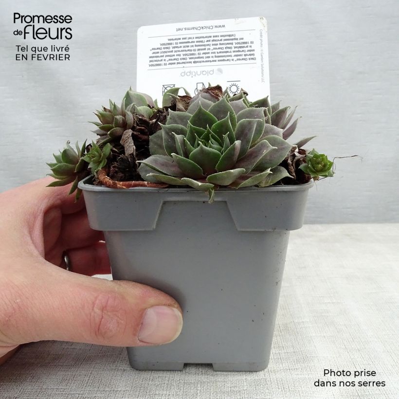 Example of Sempervivum Chick Charms Plum Perfect - Huislook Pot van 10 cm/11 cm as you get in hiver