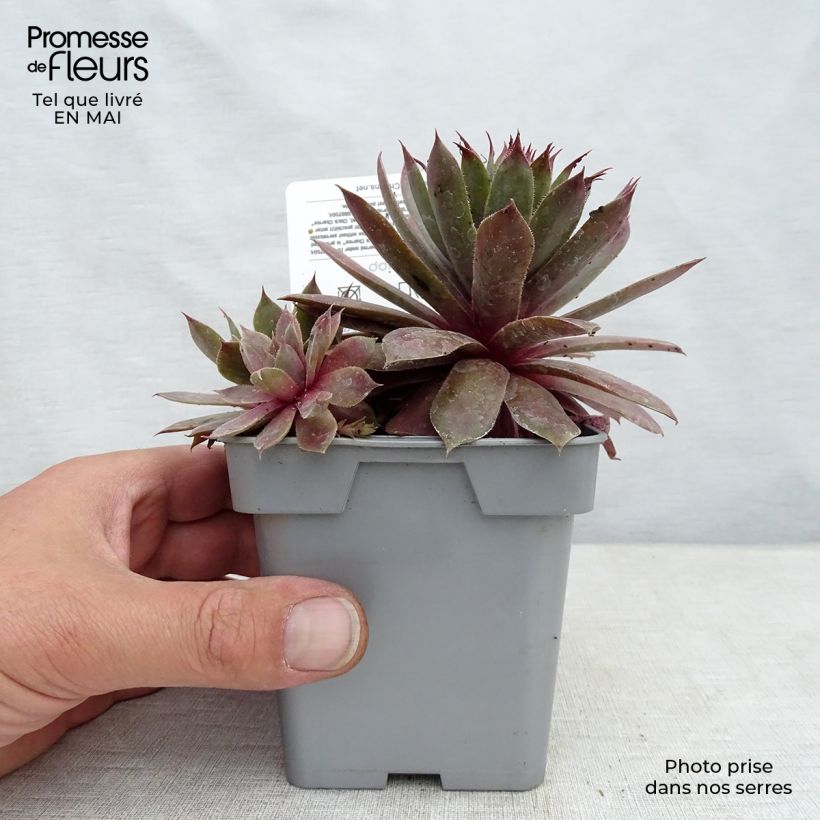 Exemplaar van Sempervivum Chick Charms Plum Perfect - Huislook Pot van 10 cm/11 cm zoals geleverd in de lente