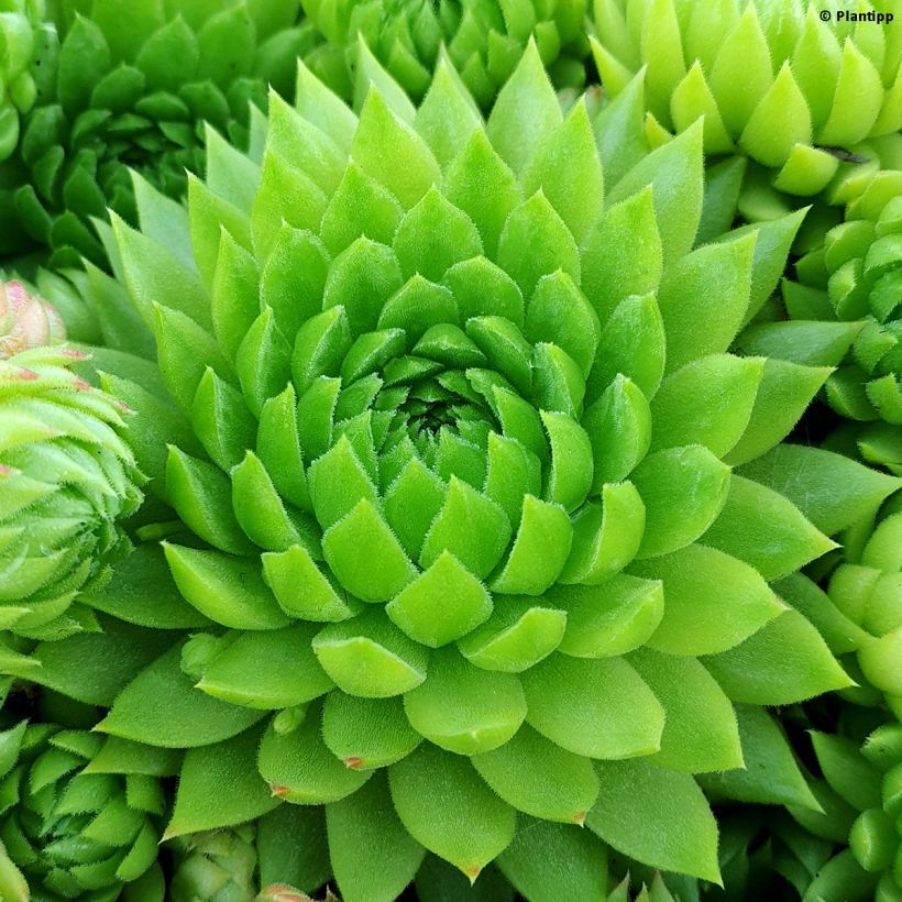 Sempervivum Chick Charms Key Lime Kiss - Huislook (Foliage)