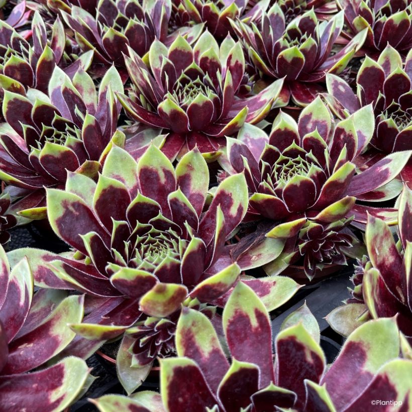 Sempervivum Coconut Crystal - Huislook (Foliage)