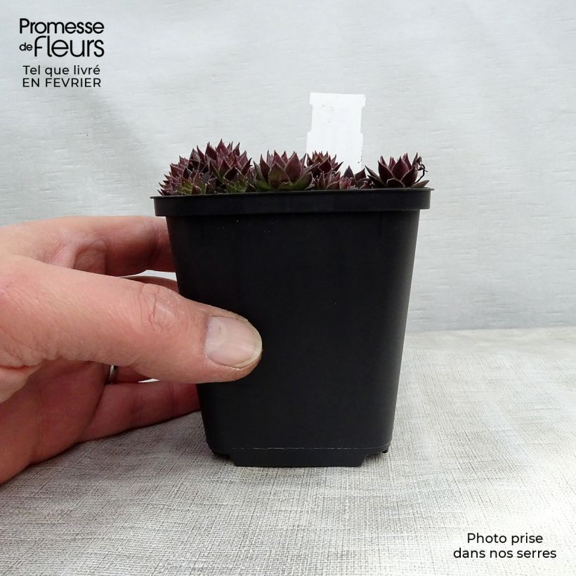 Example of Sempervivum Commander Hay - Joubarbe hybride rouge et verte Kweekpotje van 8/9 cm as you get in hiver