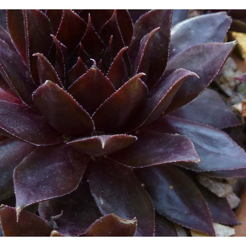 Sempervivum Dark Beauty - Huislook (Foliage)