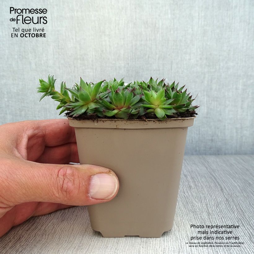 Exemplaar van Sempervivum Dark Beauty - Huislook Kweekpotje van 8/9 cm zoals geleverd in de herfst