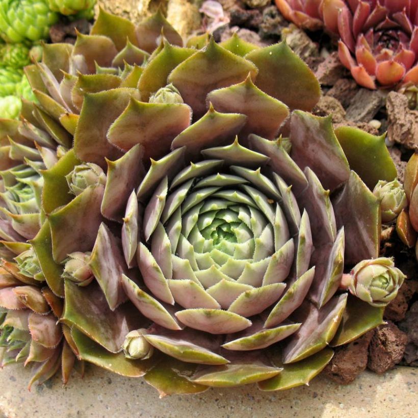 Sempervivum Feldmaier - Huislook (Foliage)