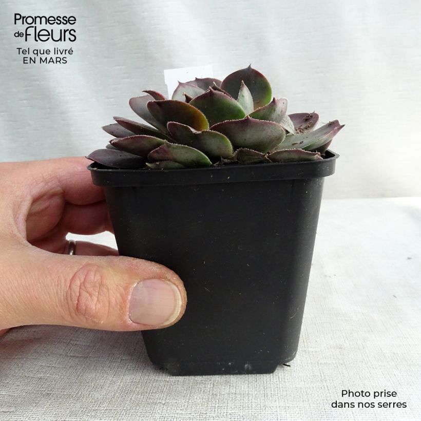 Example of Sempervivum Feldmaier - Joubarbe hybride  Kweekpotje van 8/9 cm as you get in hiver