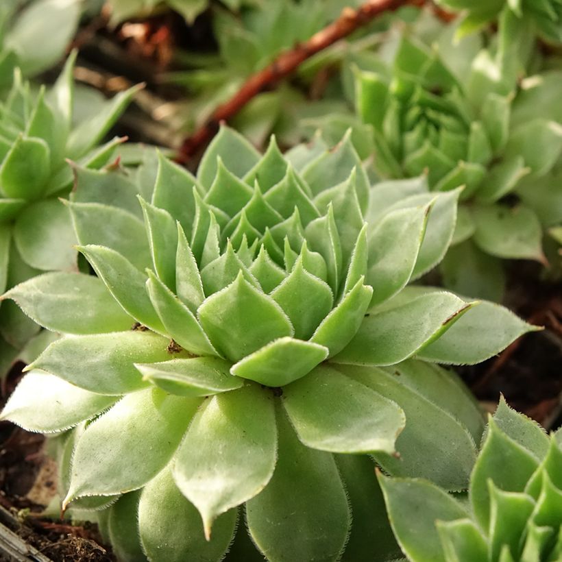 Sempervivum Gay Jester - Huislook (Blad)