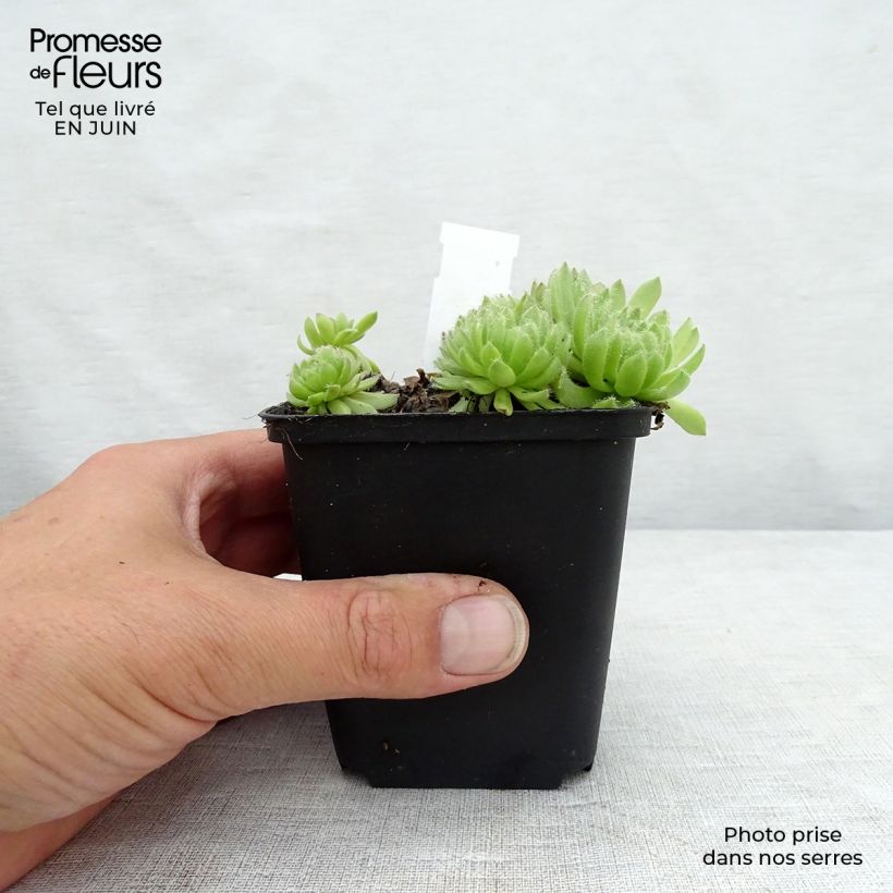 Exemplaar van Sempervivum Gemengd - Huislook Kweekpotje van 8/9 cm zoals geleverd in de zomer