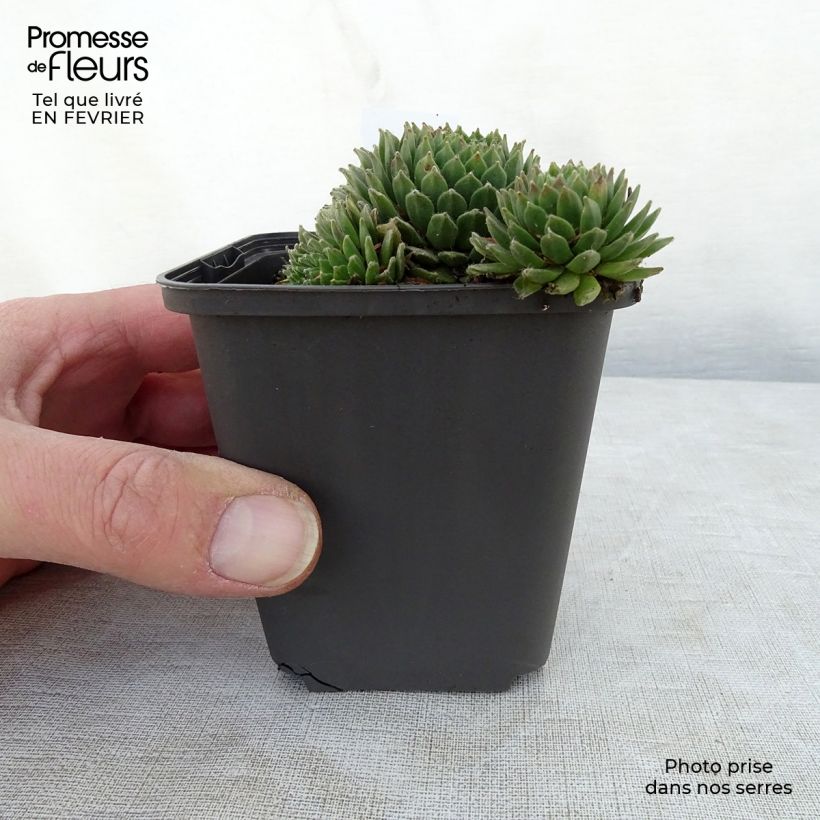 Example of Sempervivum Gemengd - Joubarbe hybride en mélange Kweekpotje van 8/9 cm as you get in hiver