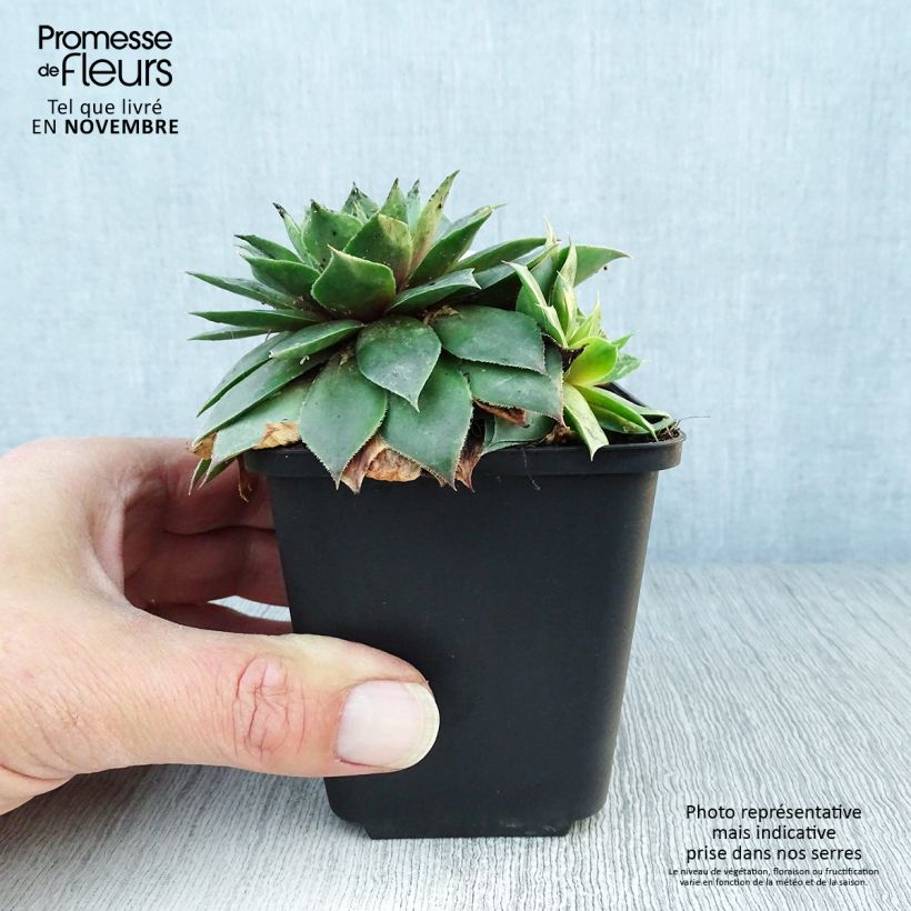 Exemplaar van Sempervivum Gemengd - Huislook Kweekpotje van 8/9 cm zoals geleverd in de herfst