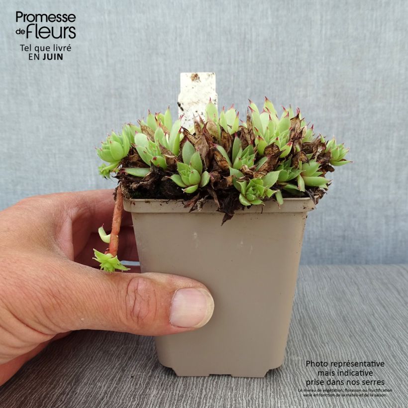Exemplaar van Sempervivum Noir - Joubarbe noire Kweekpotje van 8/9 cm zoals geleverd in de zomer