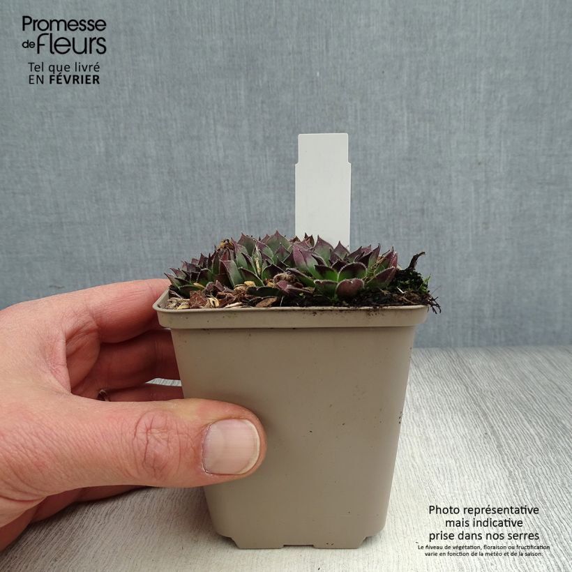 Example of Sempervivum Noir - Joubarbe noire. Kweekpotje van 8/9 cm as you get in hiver