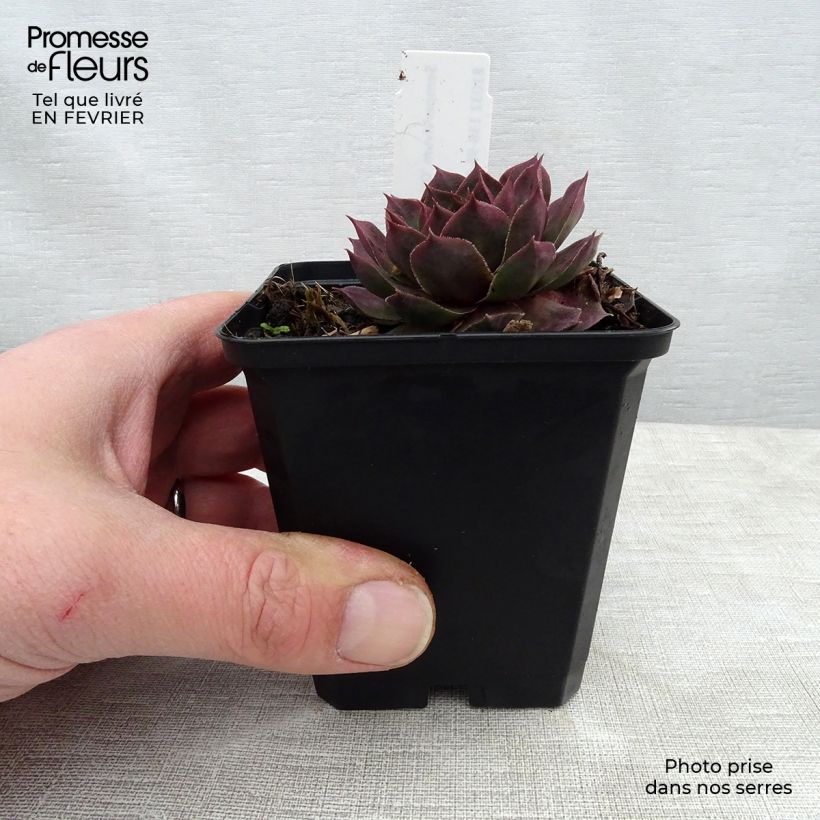Example of Sempervivum Othello - Joubarbe hybride pourpre. Kweekpotje van 8/9 cm as you get in hiver
