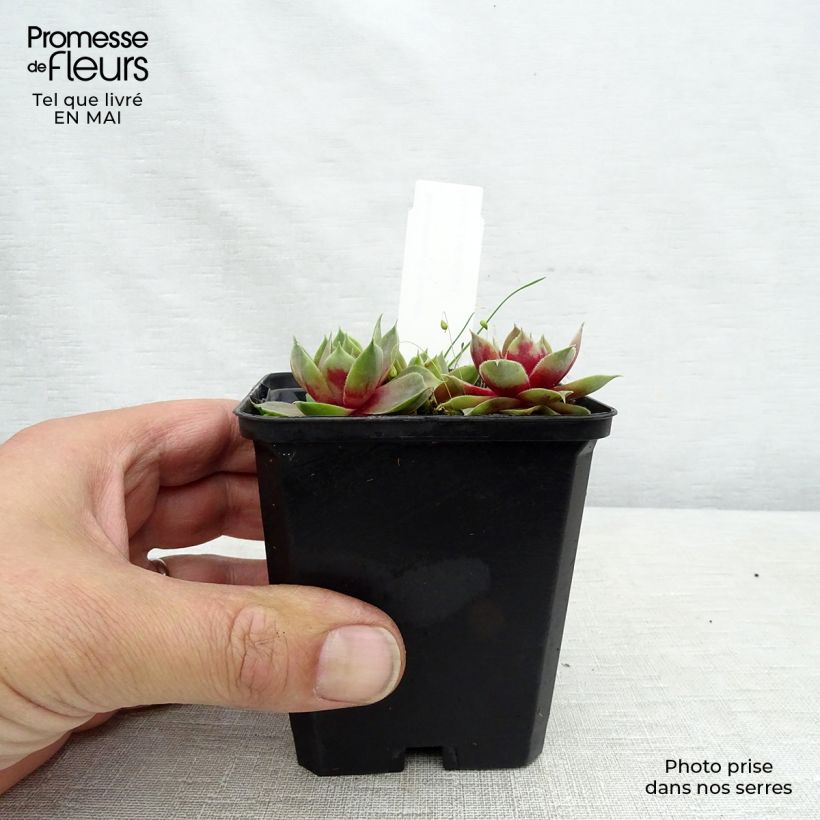 Exemplaar van Sempervivum Othello - Donderbaard Kweekpotje van 8/9 cm zoals geleverd in de lente