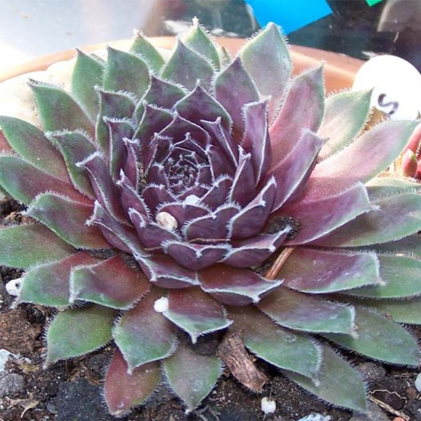 Sempervivum Pilatus - Huislook (Flowering)