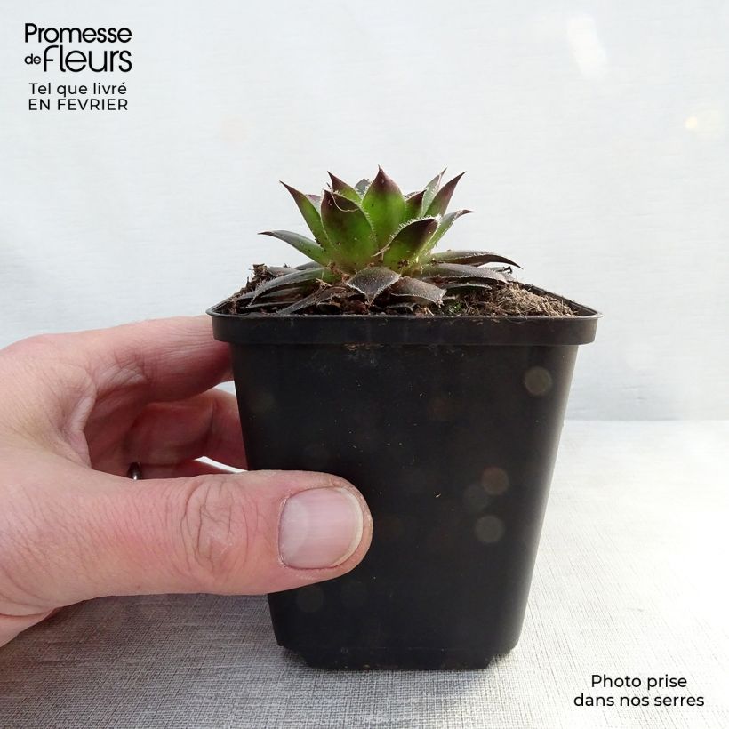 Example of Sempervivum Pilatus - Joubarbe hybride bronze-violacé. Kweekpotje van 8/9 cm as you get in hiver