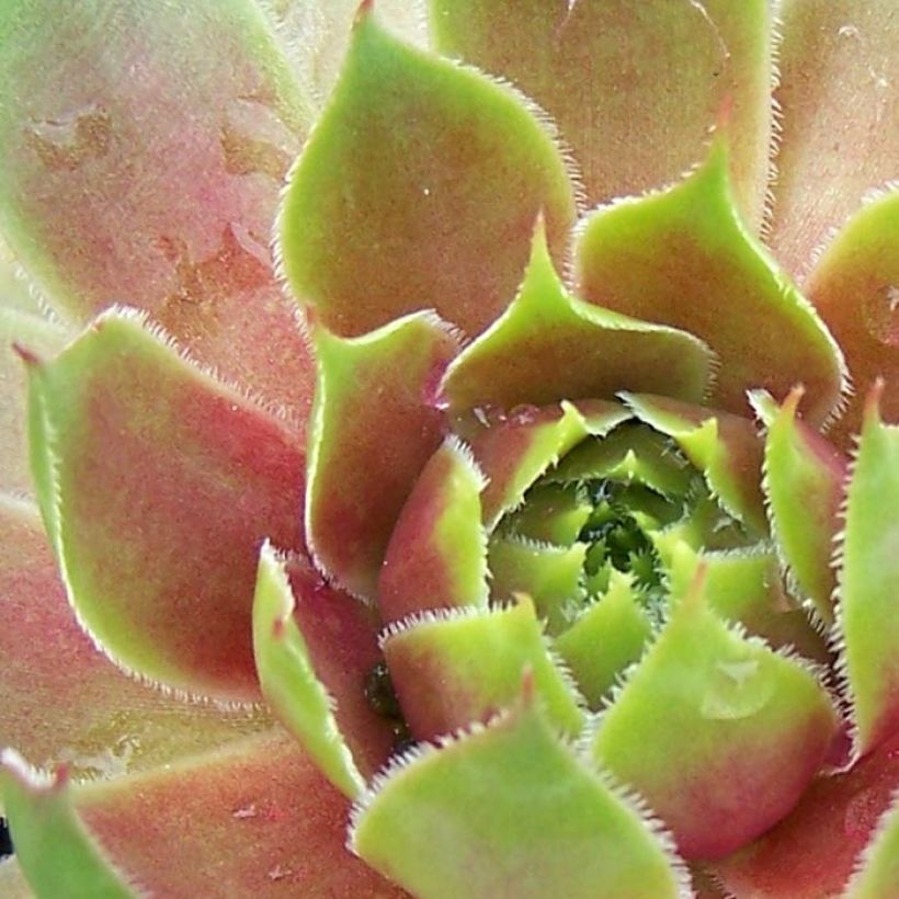 Sempervivum Pseudo-ornatum - Huislook (Blad)