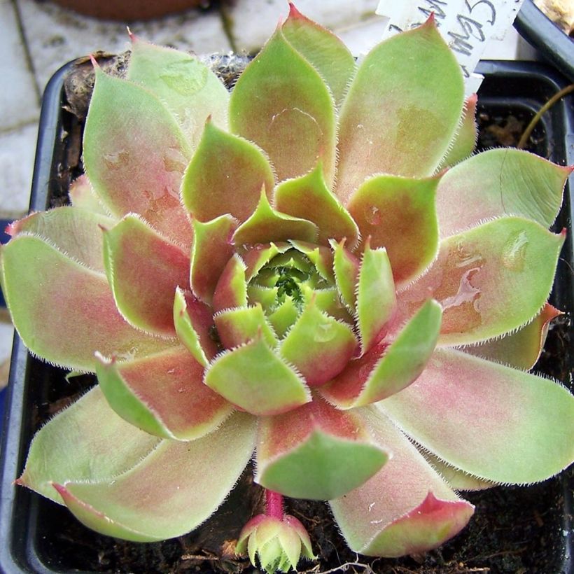 Sempervivum Pseudo-ornatum - Huislook (Groeiplaats)