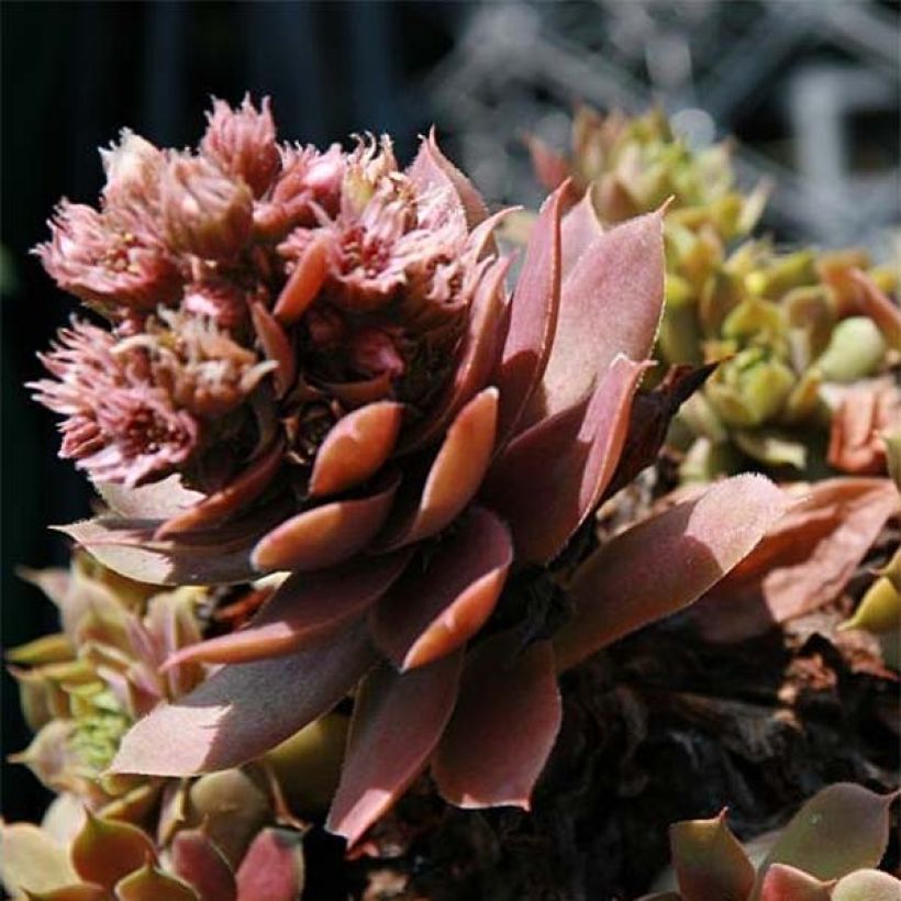 Sempervivum Purple Beauty - Huislook (Flowering)