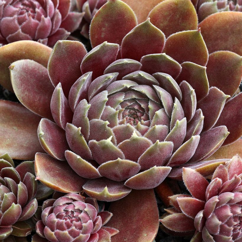 Sempervivum Rauher Kulm - Huislook (Foliage)