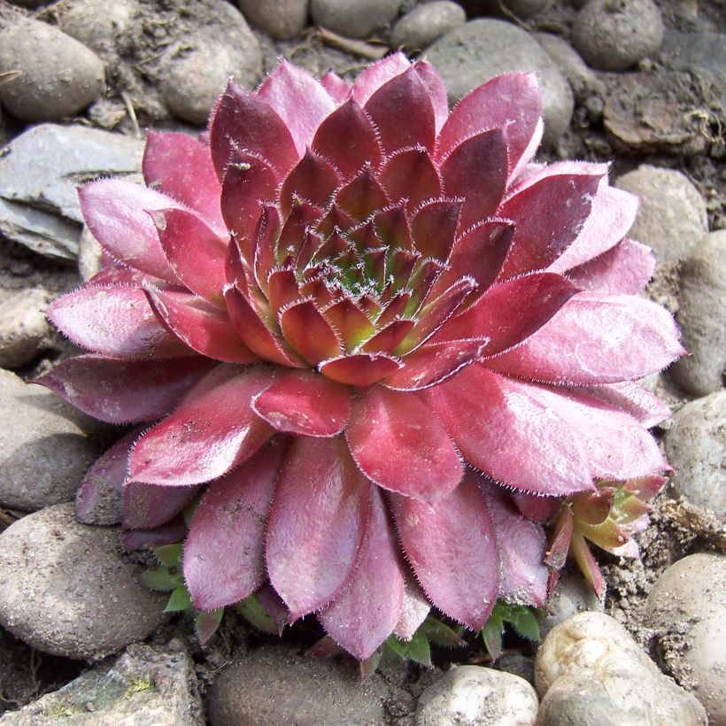Sempervivum Rubin - Huislook (Groeiplaats)
