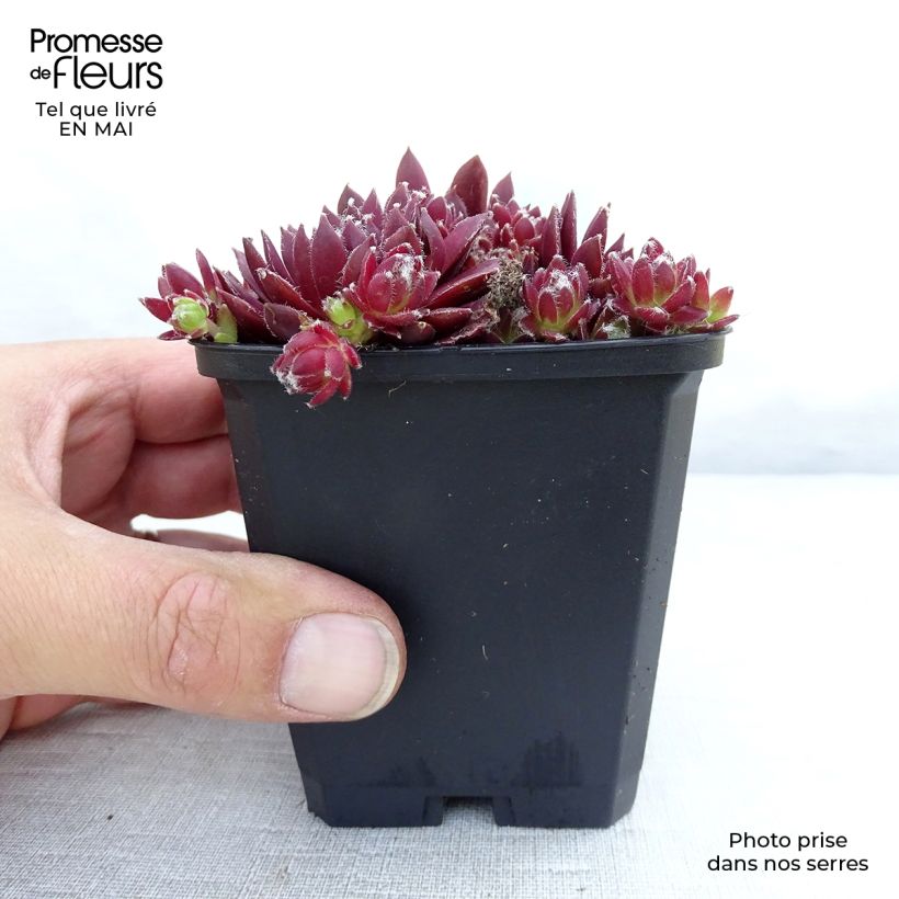 Exemplaar van Sempervivum Silberkarneol - Huislook Kweekpotje van 8/9 cm zoals geleverd in de lente