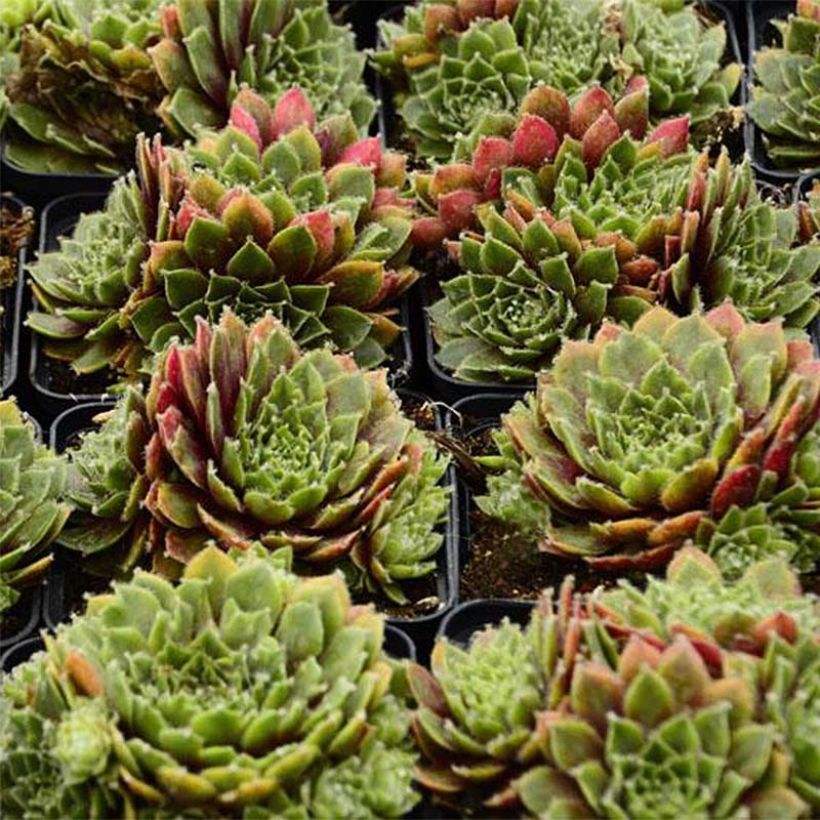 Sempervivum erythraeum Velvet Red - Huislook (Groeiplaats)