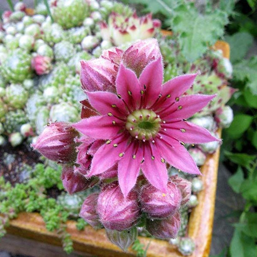 Sempervivum arachnoideum - Spinnenwebhuislook (Flowering)