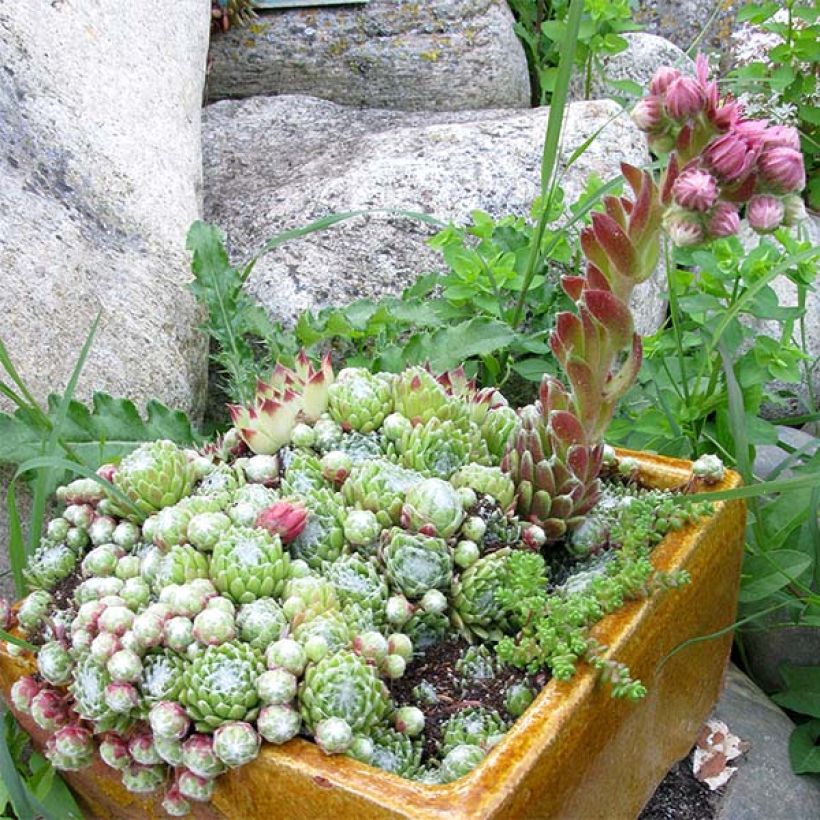 Sempervivum arachnoideum - Spinnenwebhuislook (Plant habit)