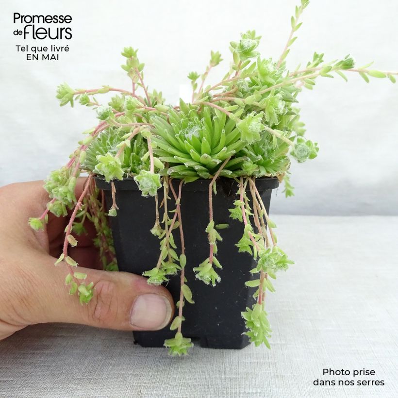 Exemplaar van Sempervivum arachnoideum - Spinnenwebhuislook Kweekpotje van 8/9 cm zoals geleverd in de lente